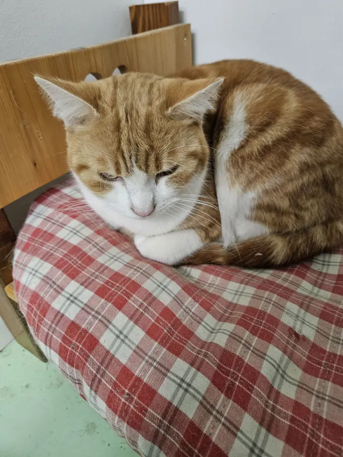 AIKO