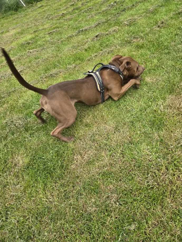 TOFFEE